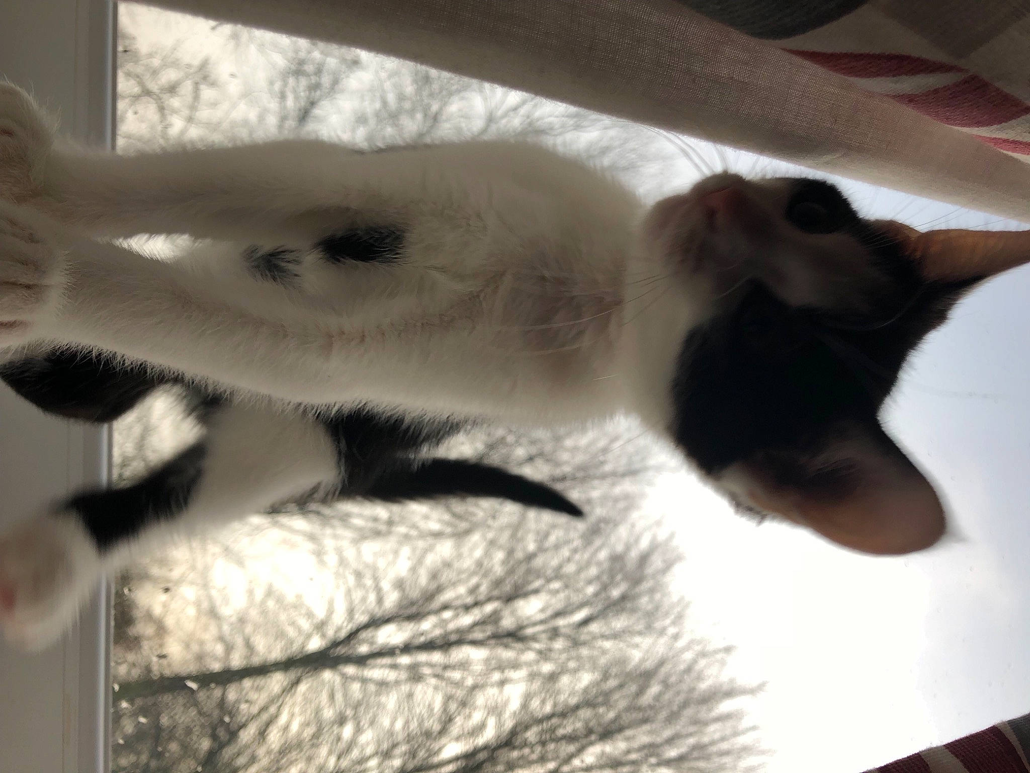 Colin joined the competition — help win amazing prizes! balinese, carnivore, cat, claw, cloud, fawn, felidae, fur, mammal, monochrome, monochrome_photography, organism, paw, sky, small_to_medium_sized_cats, snout, tail, tree, whiskers, wildlife