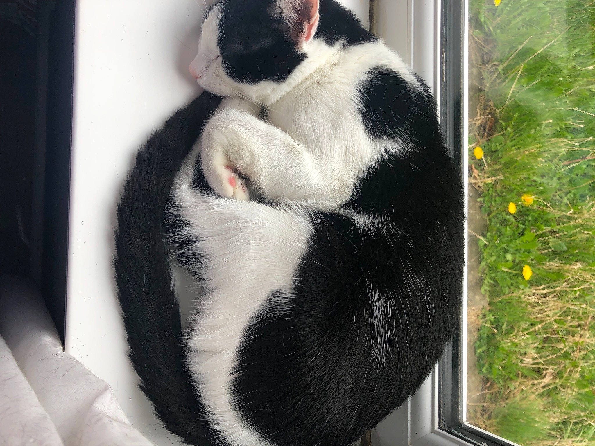 Colin joined the competition — help win amazing prizes! carnivore, cat, comfort, companion_dog, dog_breed, domestic_short_haired_cat, felidae, flower, fur, grass, mammal, paw, plant, small_to_medium_sized_cats, snout, tail, terrestrial_animal, vertebrate, whiskers, window