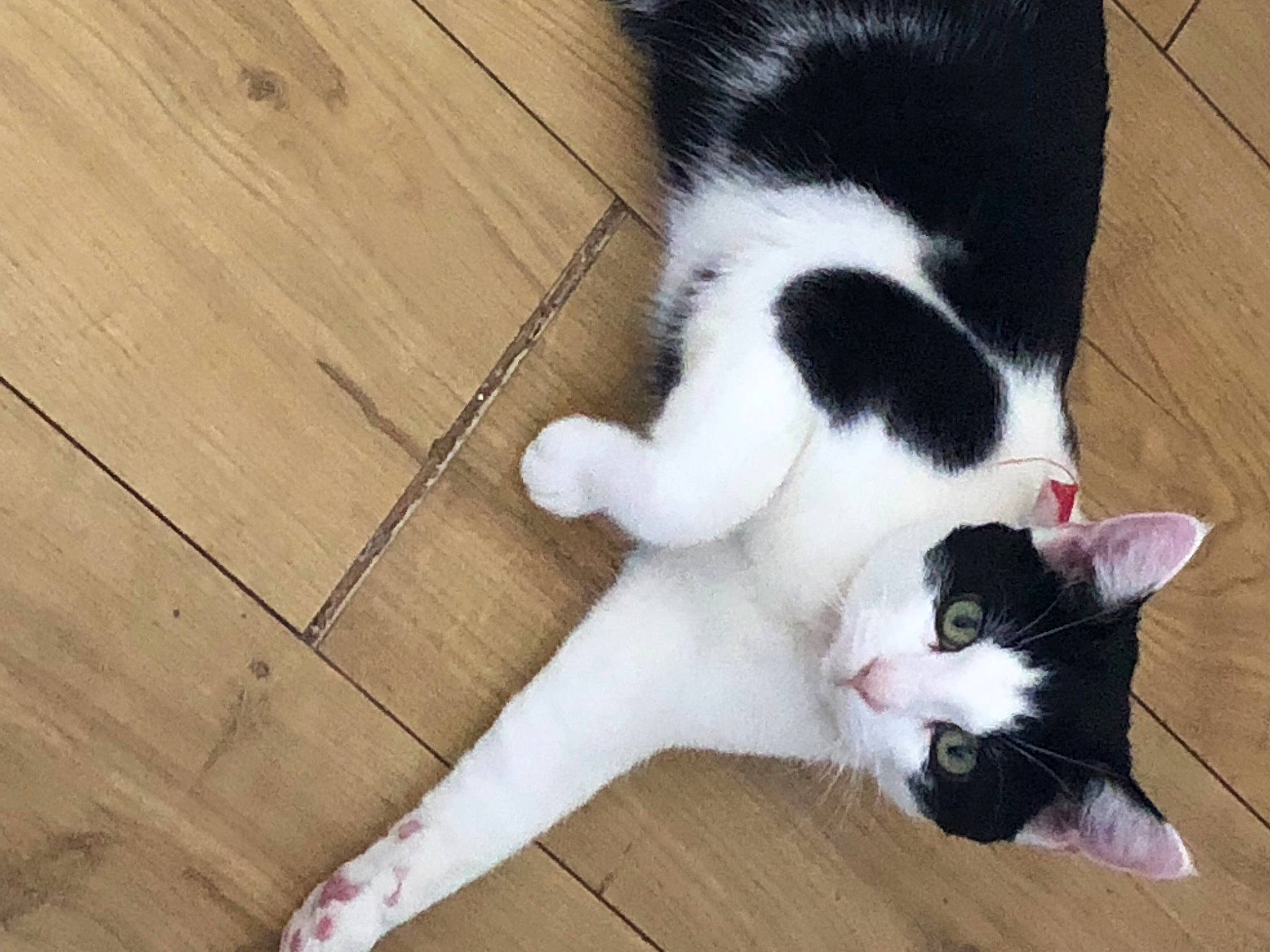 Colin is registered to the contest to win money with this photo: carnivore, cat, claw, companion_dog, dog_breed, domestic_short_haired_cat, felidae, flooring, foot, fur, hardwood, human_leg, paw, plank, small_to_medium_sized_cats, tail, varnish, whiskers, wood, wood_stain