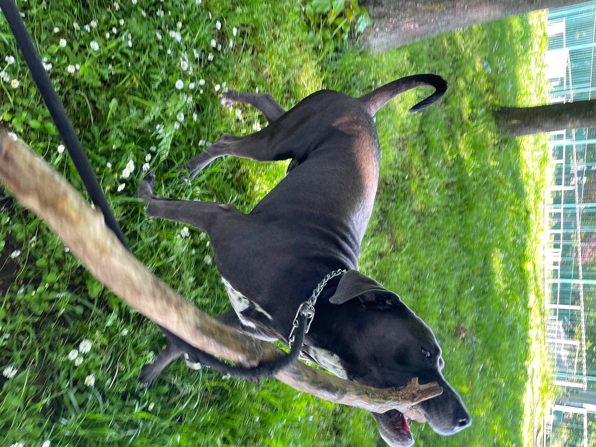 Oxmo a rejoint le concours — aidez-le/la à gagner de superbes lots ! canidae, carnivore, collar, companion_dog, dog, dog_breed, dog_collar, dog_supply, fawn, grass, guard_dog, pet_supply, plant, recreation, snout, sporting_group, tail, tree, window, working_animal