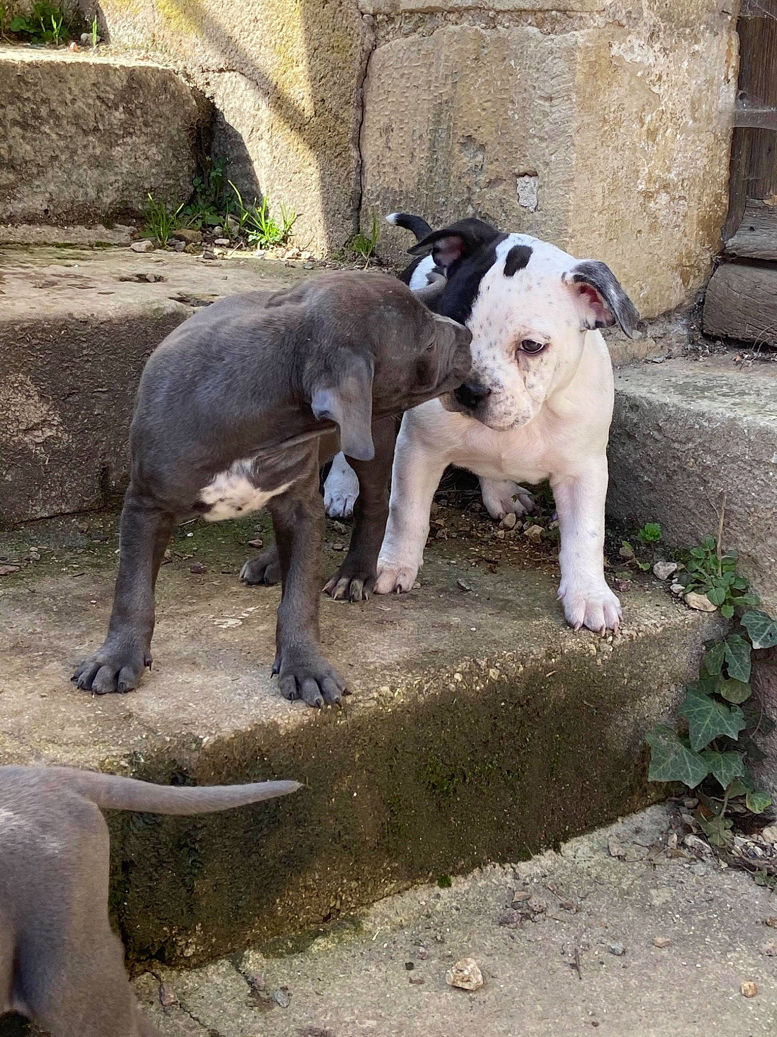 Oxmo participe au concours pour gagner de l'argent avec cette photo : ancient_dog_breeds, canidae, carnivore, companion_dog, dog, dog_breed, fawn, fur, grass, livestock, non_sporting_group, plant, snout, sporting_group, tail, terrestrial_animal, working_animal