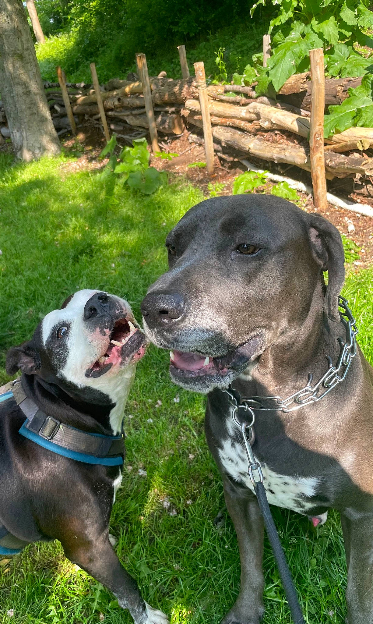 Oxmo participe au concours pour gagner de l'argent avec cette photo : canidae, carnivore, collar, companion_dog, dog, dog_breed, dog_collar, dog_supply, fawn, fence, grass, great_dane, guard_dog, home_fencing, plant, snout, sporting_group, whiskers, working_animal, working_dog