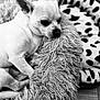 animal, bed, black_and_white, chihuahua, close_up, comfort, cozy, cute, cute_pet, dog, domestic_animal, fluffy, fur, indoor, pet, relaxed, resting, sleepy, small_dog, texture