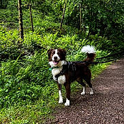 Loudji a rejoint le concours — aidez-le/la à gagner de superbes lots ! dog, forest, trail, path, greenery, trees, ferns, leash, harness, outdoor, nature, canine, happy, pet, walking, daylight, grass, woodland, smiling, animal