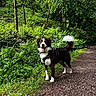 dog, forest, trail, path, greenery, trees, ferns, leash, harness, outdoor, nature, canine, happy, pet, walking, daylight, grass, woodland, smiling, animal