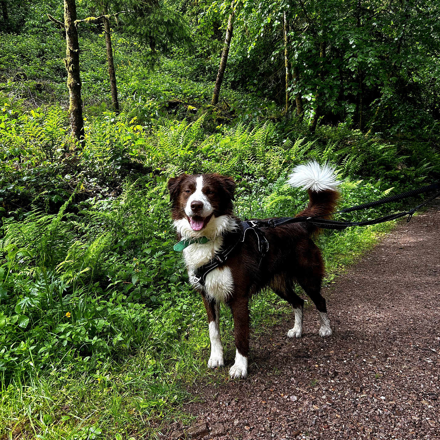 Loudji a rejoint le concours — aidez-le/la à gagner de superbes lots ! dog, forest, trail, path, greenery, trees, ferns, leash, harness, outdoor, nature, canine, happy, pet, walking, daylight, grass, woodland, smiling, animal
