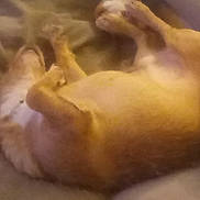 Peanut is registered to the contest to win money with this photo: dog, lying_down, relaxed, indoor, pet, fur, paws, sleeping, canine, resting, cozy, soft_surface, animal, mammal, domestic_animal, blur, unfocused, warm_tone, couch, bed