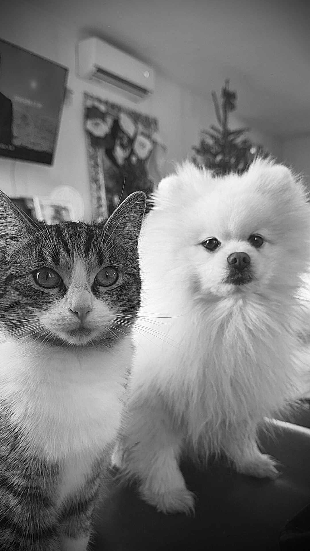 Pèrle participe au concours pour gagner de l'argent avec cette photo : cat, dog, tabby_cat, pomeranian, fluffy_dog, pet, indoor, close_up, black_and_white, curious, animal, furry, portrait, christmas_tree, living_room, cute, domestic_animal, companion, sitting, face