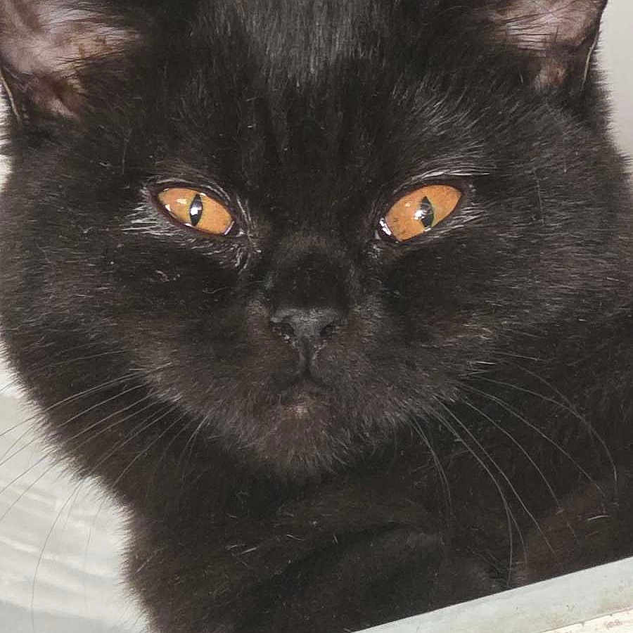 Azu