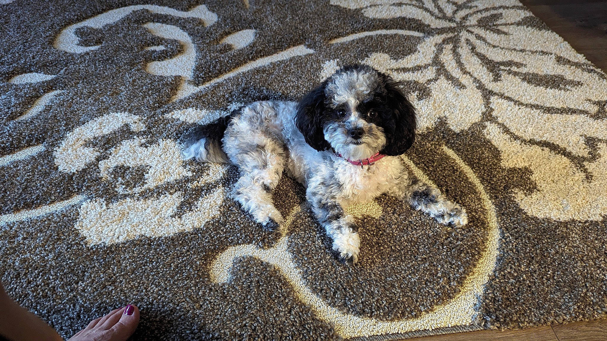 Sophie joined the competition — help win amazing prizes! art, asphalt, automotive_tire, carnivore, companion_dog, dog, dog_breed, dog_supply, flooring, foot, nail, pattern, road_surface, soil, sporting_group, tail, terrier, toy_dog, water_dog, working_animal