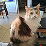 cat, calico, green_eyes, fluffy, pet, indoor, living_room, furniture, table, chair, television, tile_floor, domestic_animal, cute, whiskers, fur, curious, animal, household, relaxed