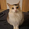 cat, calico_cat, pet, indoor, feline, animal, blanket, green_eyes, fur, portrait, looking_at_camera, domestic, household, cabinet, fruit_bowl, photograph, wooden_furniture, cozy, seated, curious