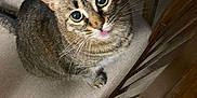 Churro is registered to the contest to win money with this photo: cat, tabby, blep, chair, cushion, wooden_chair, indoor, pet, animal, feline, whiskers, curious, looking_up, sitting, brown, striped, cute, domestic_cat, floor, wide_eyes