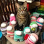 Churro is registered to the contest to win money with this photo: cat, tabby_cat, plush_toys, among_us_characters, chair, indoor, colorful, stuffed_animals, cute, pets, feline, soft_toys, collection, seated, whiskers, curious, eyes, fabric, handmade, decor