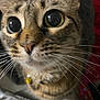 Churro joined the competition — help win amazing prizes! cat, tabby, close_up, whiskers, wide_eyes, curious, pet, collar, indoor, feline, animal, brown, striped, nose, face, fur, alert, domestic, cute, portrait
