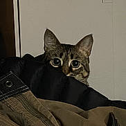 Churro joined the competition — help win amazing prizes! cat, animal, pet, curious, peeking, jacket, clothing, indoor, feline, ears, eyes, face, tabby, fur, texture, closeup, mischief, hide, playful, domestic
