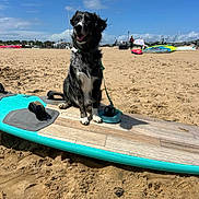 Ughette participe au concours pour gagner de l'argent avec cette photo : dog, beach, surfboard, sand, sunny, blue_sky, animal, pet, outdoor, leash, happy, sitting, waves, water_sports, recreation, summer, vacation, nature, playful, canine