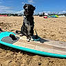 dog, beach, surfboard, sand, sunny, blue_sky, animal, pet, outdoor, leash, happy, sitting, waves, water_sports, recreation, summer, vacation, nature, playful, canine