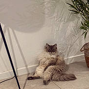 Urus a rejoint le concours — aidez-le/la à gagner de superbes lots ! cat, fluffy, sitting, relaxed, indoor, tile_floor, plant, shadow, wall, basket, feline, pet, cute, funny_pose, domestic_animal, fur, home, animal, corner, lazy