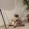 cat, fluffy, sitting, relaxed, indoor, tile_floor, plant, shadow, wall, basket, feline, pet, cute, funny_pose, domestic_animal, fur, home, animal, corner, lazy