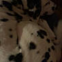 Pongo joined the competition — help win amazing prizes! dog, dalmatian, spotted, black_and_white, pet, animal, sleeping, curled_up, fur, canine, indoor, blurry, dim_light, resting, companion, mammal, spot_pattern, domestic_animal, cute, sleep