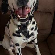Pongo is registered to the contest to win money with this photo: dog, dalmatian, pet, animal, sitting, couch, indoor, happy, smiling, black_and_white, fur, tongue, teeth, collar, canine, domestic_animal, friendly, closeup, blurry, household