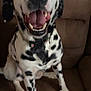 dog, dalmatian, pet, animal, sitting, couch, indoor, happy, smiling, black_and_white, fur, tongue, teeth, collar, canine, domestic_animal, friendly, closeup, blurry, household