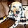 Pongo