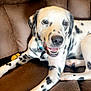 Pongo joined the competition — help win amazing prizes! dog, dalmatian, pet, animal, couch, leather, brown, indoor, smiling, happy, collar, toy, spots, paw, fur, face, relaxed, laying, mouth_open, ears