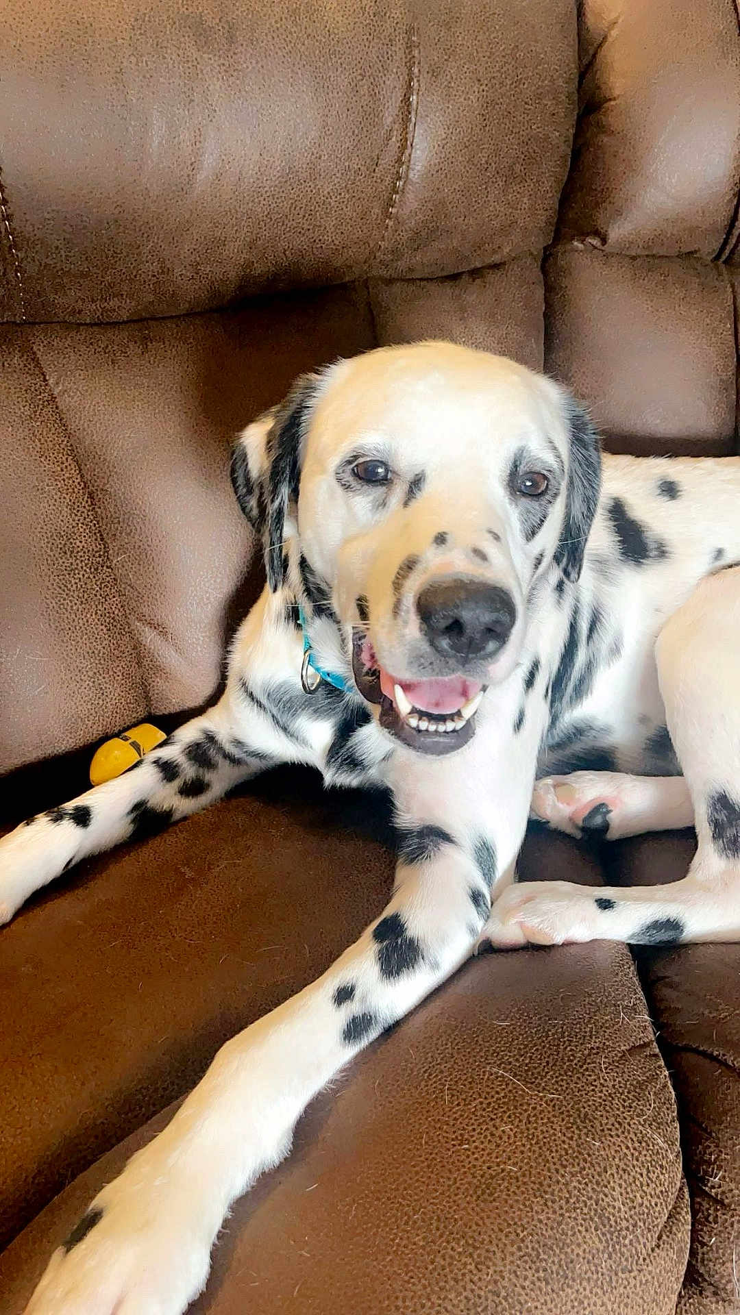 Pongo joined the competition — help win amazing prizes! dog, dalmatian, pet, animal, couch, leather, brown, indoor, smiling, happy, collar, toy, spots, paw, fur, face, relaxed, laying, mouth_open, ears