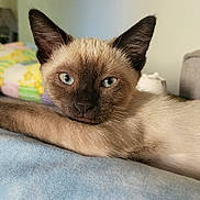 Jack is registered to the contest to win money with this photo: cat, siamese_cat, blue_eyes, pet, indoor, relaxed, feline, close_up, animal, soft_light, resting, portrait, cute, whiskers, ears, fur, looking_at_camera, home, cozy, sleepy