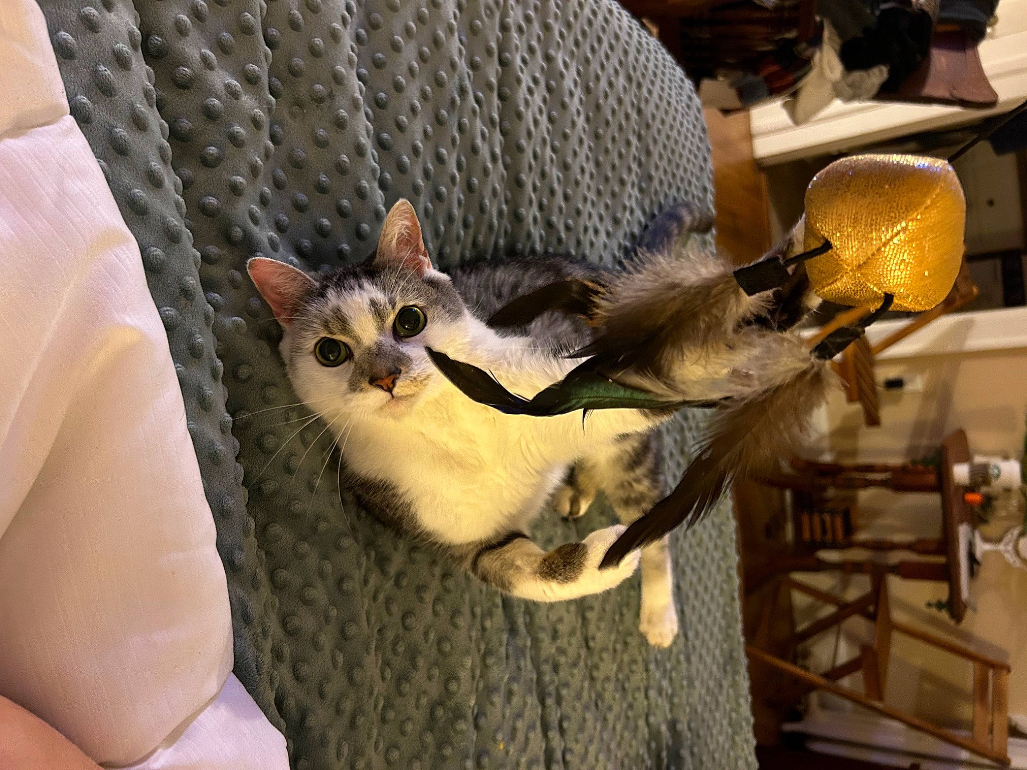 Donut joined the competition — help win amazing prizes! carnivore, cat, cat_supply, claw, comfort, domestic_short_haired_cat, fawn, felidae, fur, metal, pet_supply, small_to_medium_sized_cats, snout, tail, tree, whiskers, wildlife, wood