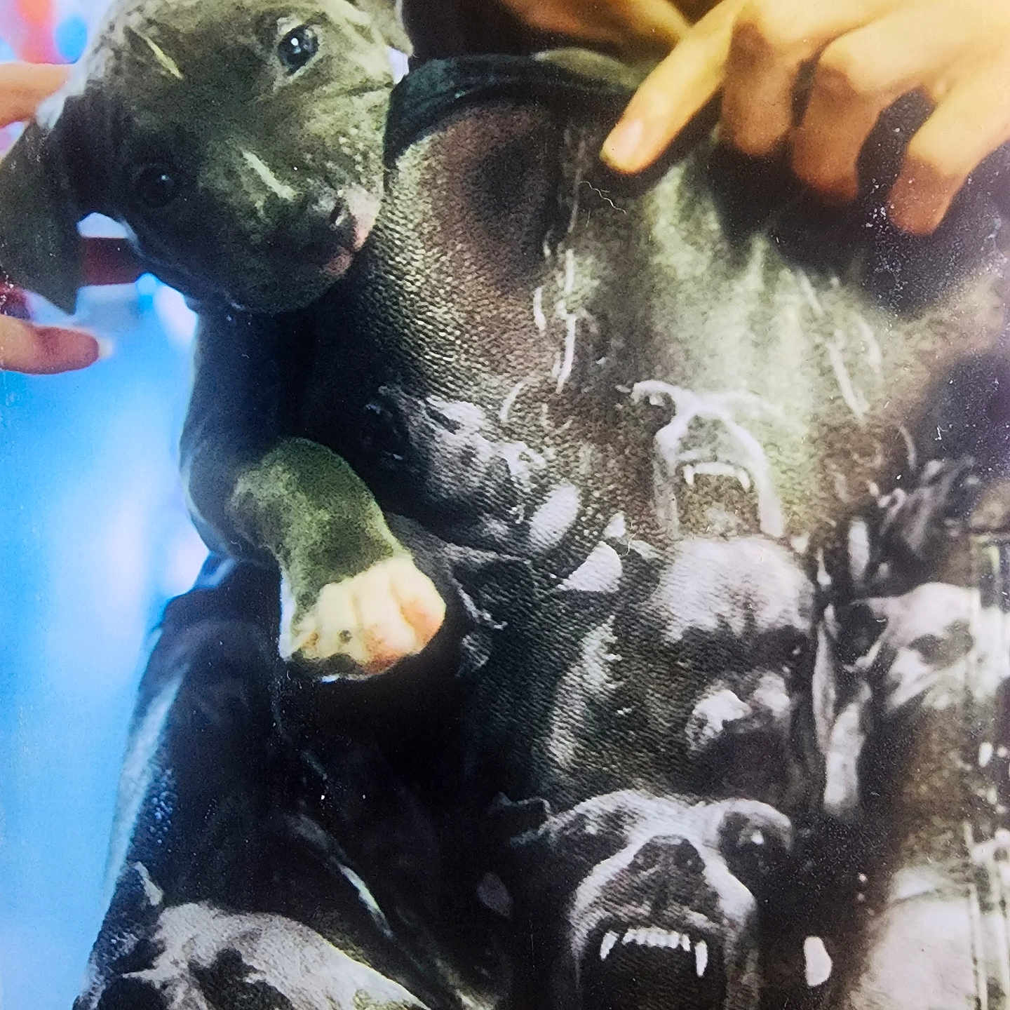 Trey is registered to the contest to win money with this photo: animal, baby, bear, bodypart, bostonbull, boxer, bulldog, canine, dog, finger, frenchbulldog, greatdane, hand, hound, labradorretriever, person, pet, pitbull, puppy, snout