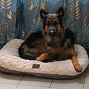 Lucky participe au concours pour gagner de l'argent avec cette photo : dog, german_shepherd, pet_bed, indoor, curtains, leaf_pattern, tile_floor, resting, animal, fur, ears, paw, brown, black, domestic_animal, looking, quiet, cozy, home, relaxed