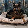 dog, german_shepherd, pet_bed, indoor, curtains, leaf_pattern, tile_floor, resting, animal, fur, ears, paw, brown, black, domestic_animal, looking, quiet, cozy, home, relaxed