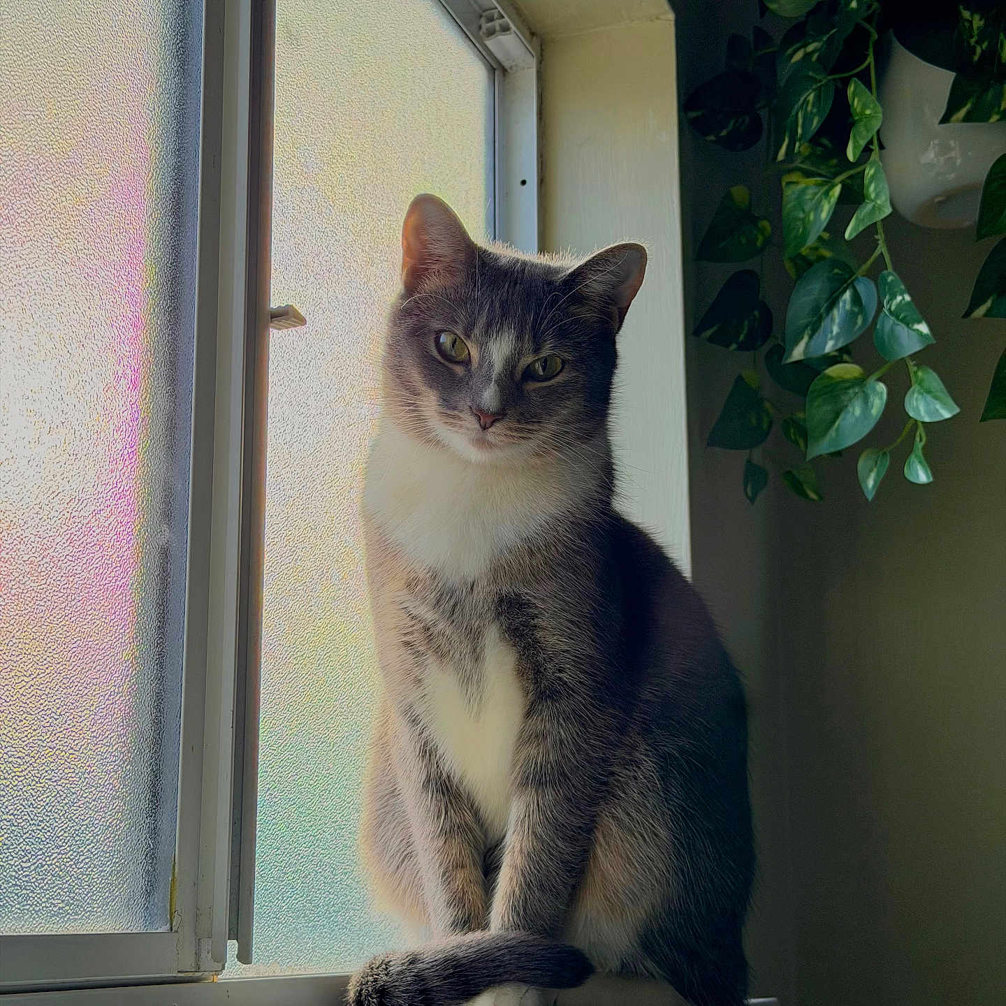 Luna is registered to the contest to win money with this photo: calm, cat, cozy, domestic_animal, feline, frosted_glass, gray_cat, green_leaves, houseplant, indoor, natural_light, pet, portrait, quiet, sitting, tail, whiskers, white_cat, window, windowsill