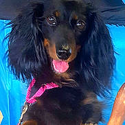 Cassidy is registered to the contest to win money with this photo: dog, dachshund, long_hair, black_and_tan, pet, animal, leash, pink_leash, tongue_out, chair, wooden_chair, cute, friendly, indoor, portrait, paw, ears, furry, small_dog, looking_at_camera