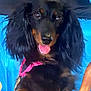 dog, dachshund, long_hair, black_and_tan, pet, animal, leash, pink_leash, tongue_out, chair, wooden_chair, cute, friendly, indoor, portrait, paw, ears, furry, small_dog, looking_at_camera