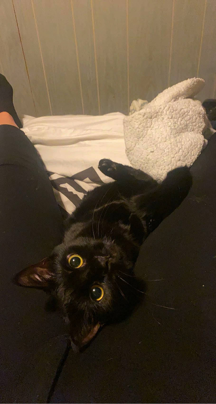 Max joined the competition — help win amazing prizes! black_cat, carnivore, cat, claw, comfort, domestic_short_haired_cat, felidae, flooring, fur, grey, linens, paper_product, paw, plant, shadow, small_to_medium_sized_cats, snout, tail, whiskers