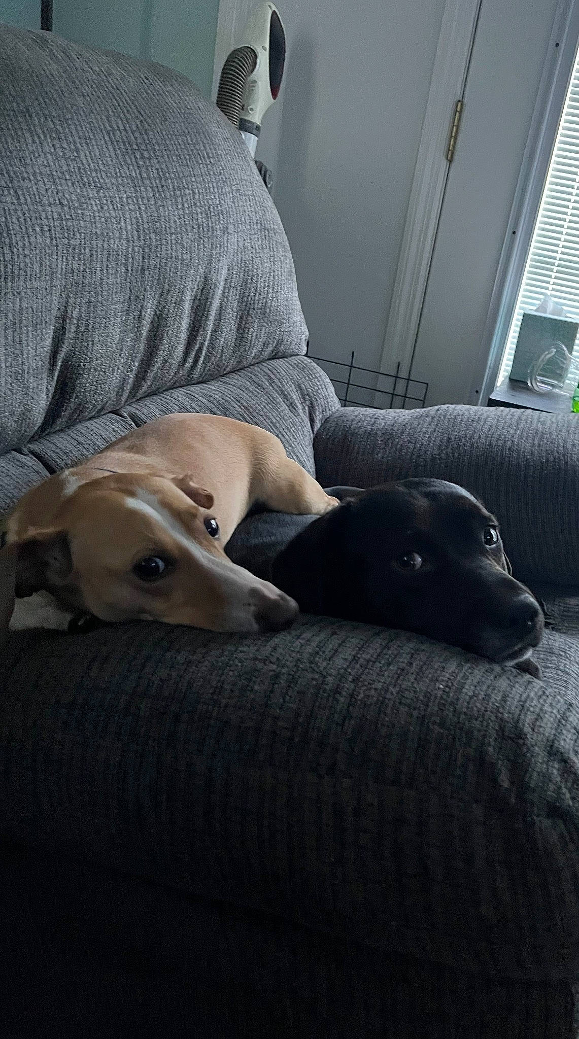 Winston is registered to the contest to win money with this photo: carnivore, comfort, companion_dog, couch, dog, dog_breed, door, fawn, flooring, fur, grey, human_leg, mammal, sitting, sporting_group, tints_and_shades, vertebrate, window_blind, wood, working_animal