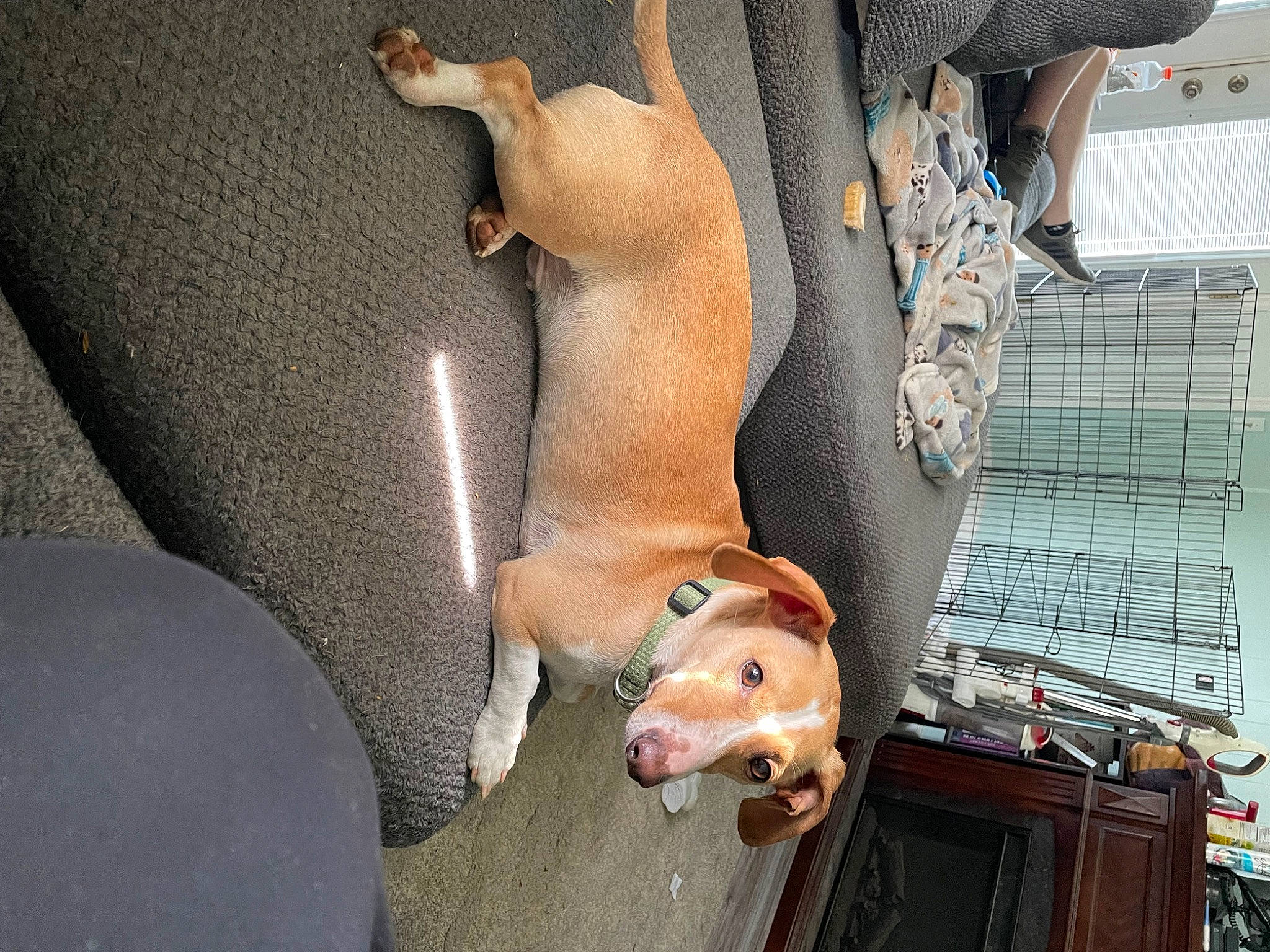 Winston is registered to the contest to win money with this photo: art, canidae, carnivore, comfort, companion_dog, dog, dog_breed, dog_supply, fawn, fur, human_leg, non_sporting_group, snout, sporting_group, stuffed_toy, tail, thigh, toy, whiskers, working_animal