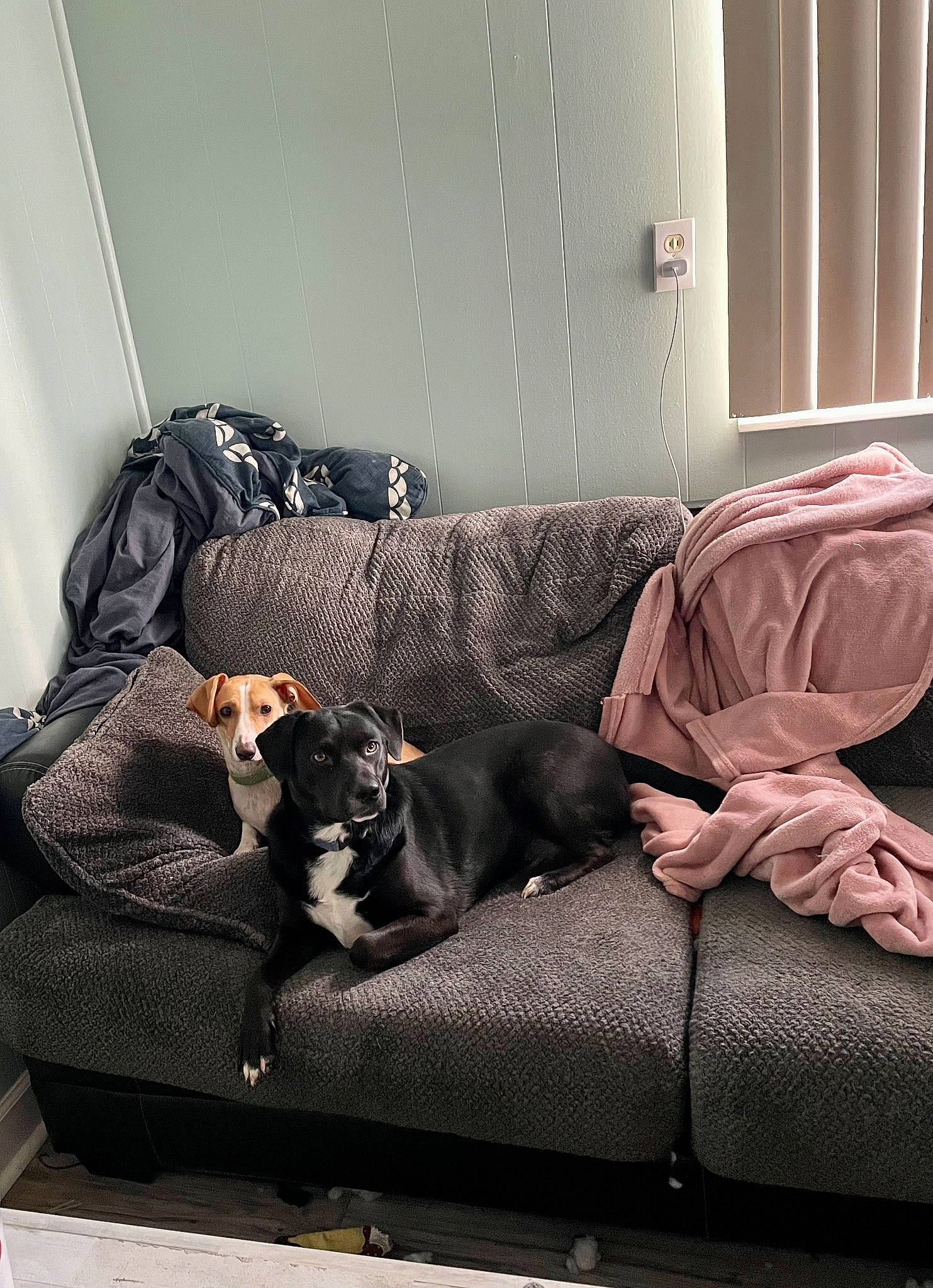 Cleo joined the competition — help win amazing prizes! brown, canidae, carnivore, comfort, companion_dog, couch, dog, dog_breed, flooring, grey, hardwood, interior_design, living_room, room, sofa_bed, sporting_group, studio_couch, tints_and_shades, window, wood