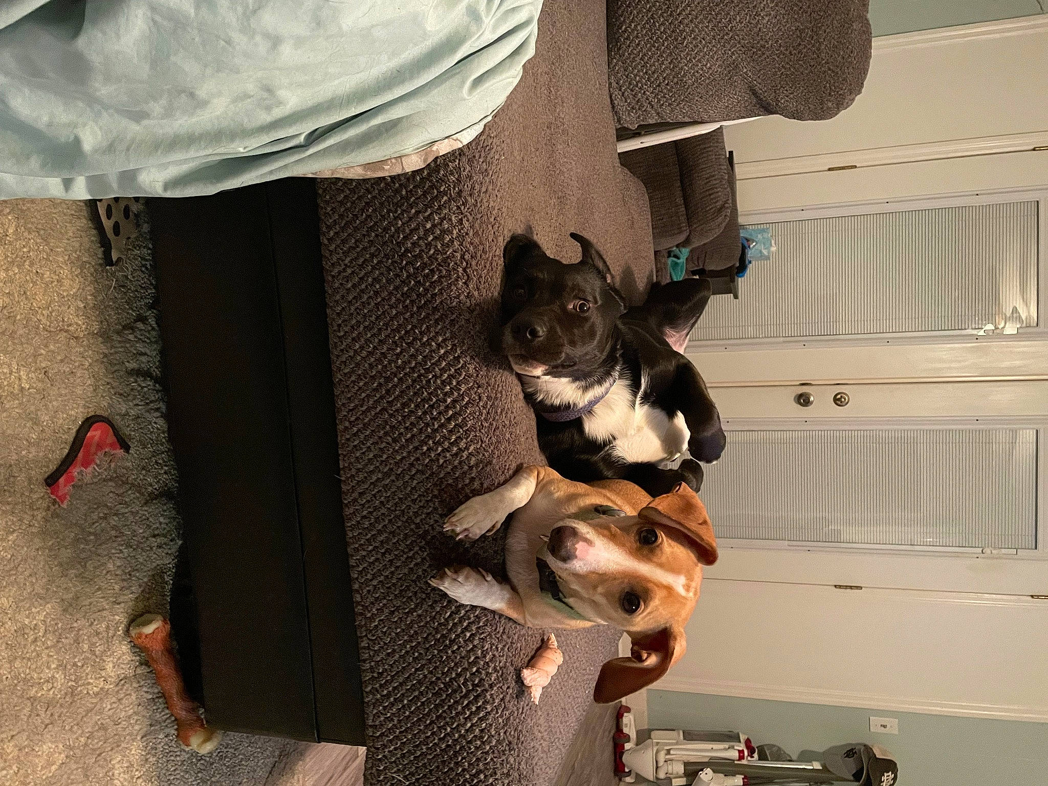 Cleo joined the competition — help win amazing prizes! carnivore, comfort, companion_dog, curtain, dog, dog_breed, dog_supply, fawn, felidae, fur, pet_supply, room, small_to_medium_sized_cats, snout, sporting_group, tail, tints_and_shades, toy_dog, whiskers, window