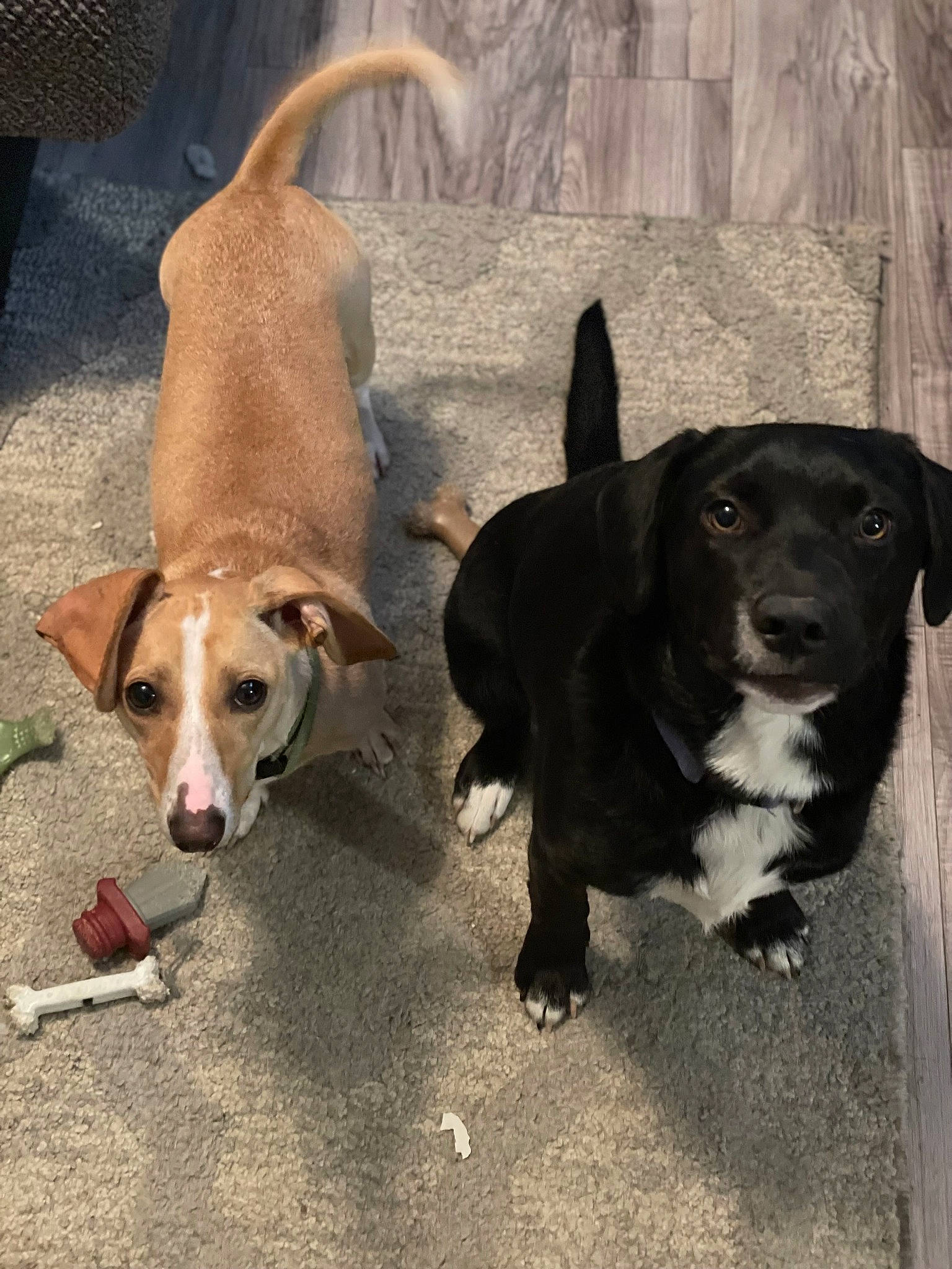 Cleo joined the competition — help win amazing prizes! borador, canidae, carnivore, collar, companion_dog, dog, dog_breed, dog_collar, dog_supply, fawn, flooring, leash, paw, pet_supply, snout, sporting_group, street_dog, tail, working_animal, working_dog