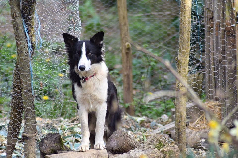 Prime a rejoint le concours — aidez-le/la à gagner de superbes lots ! adventure, border_collie, canidae, carnivore, dog, dog_breed, fence, forest, herding_dog, hunting_dog, mcnab, mesh, plant, recreation, sporting_group, tail, tree, trunk, working_animal, working_dog