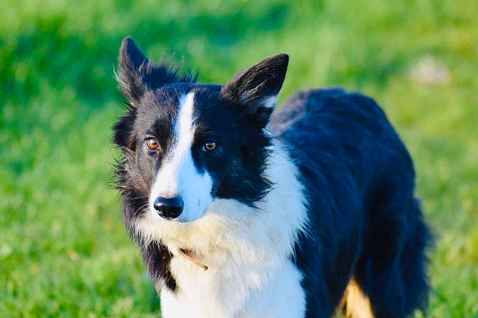 Prime participe au concours pour gagner de l'argent avec cette photo : australian_collie, border_collie, canidae, carnivore, collie, companion_dog, dog, dog_breed, fur, grass, grassland, herding_dog, plant, snout, sporting_group, terrestrial_animal, whiskers, wildlife, working_animal, working_dog