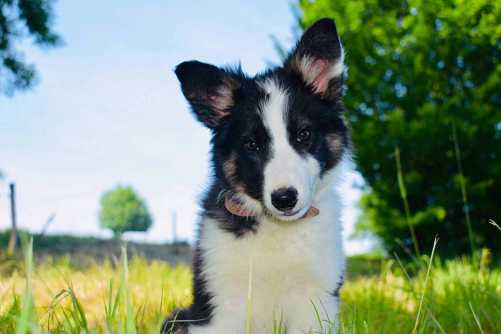 Prime participe au concours pour gagner de l'argent avec cette photo : art, border_collie, canidae, carnivore, cloud, companion_dog, dog, dog_breed, fur, grass, herding_dog, plant, puppy, sky, snout, sporting_group, tree, whiskers, working_animal, working_dog