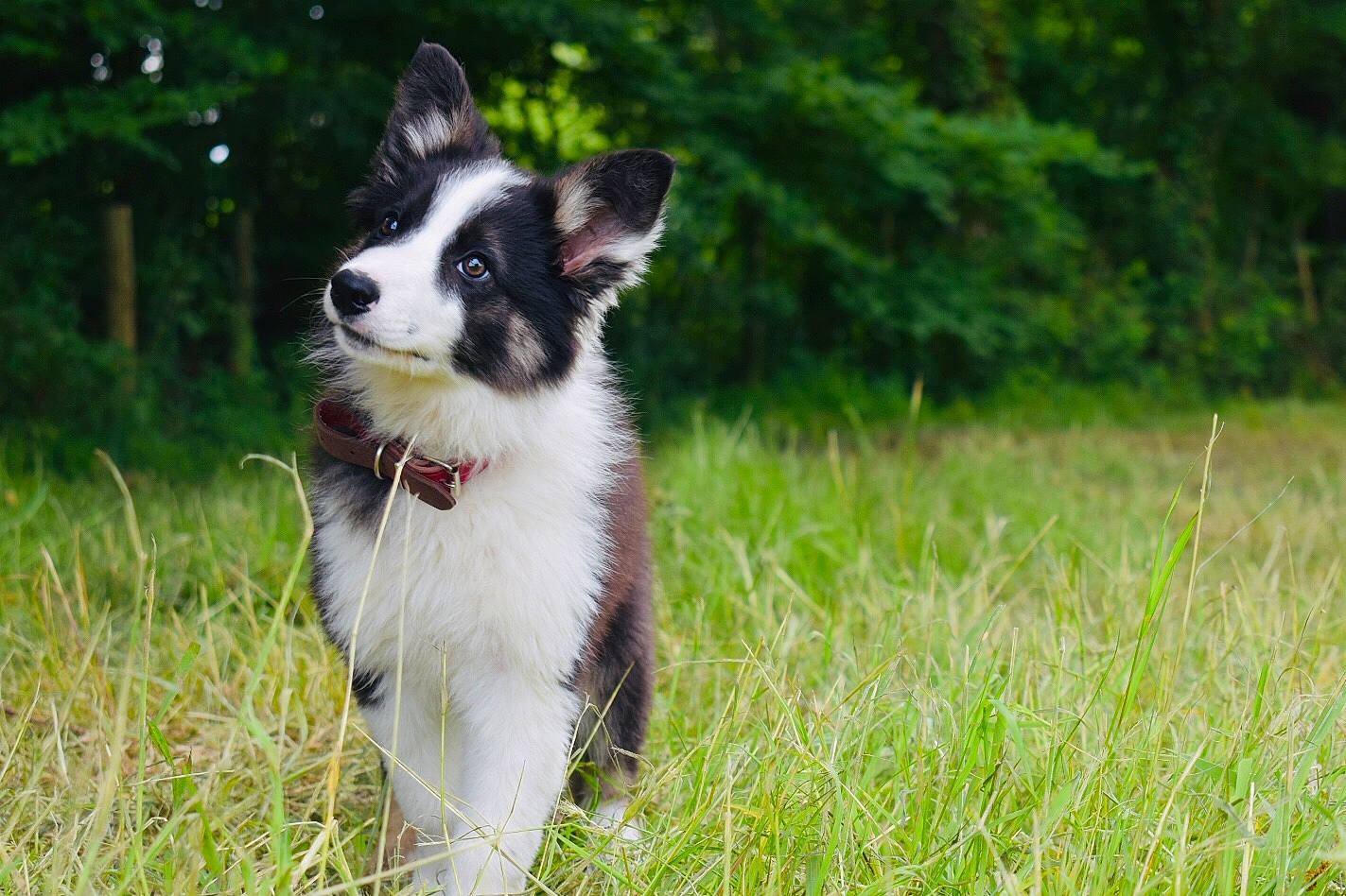 Prime a rejoint le concours — aidez-le/la à gagner de superbes lots ! australian_collie, border_collie, canidae, carnivore, companion_dog, dog, dog_breed, grass, herding_dog, karelian_bear_dog, mammal, rare_breed_dog, russo_european_laika, siberian_husky, sporting_group, vertebrate, welsh_sheepdog, whiskers