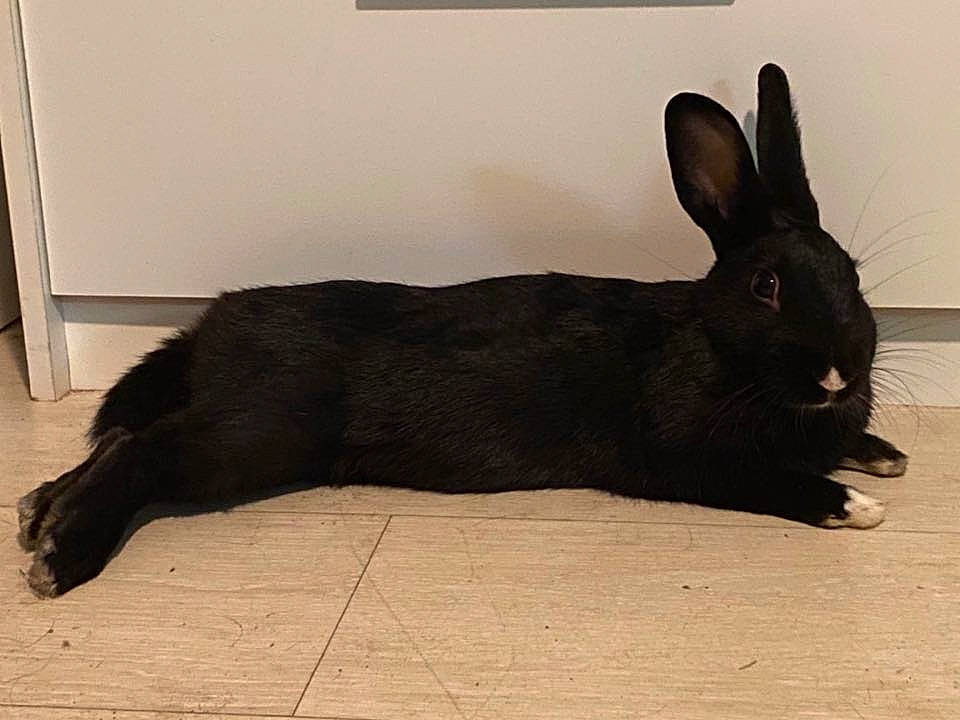 Bunny participe au concours pour gagner de l'argent avec cette photo : black, black_and_white, domestic_rabbit, ear, fur, hare, rabbit, rabbits_and_hares, skin, snout, tail, whiskers