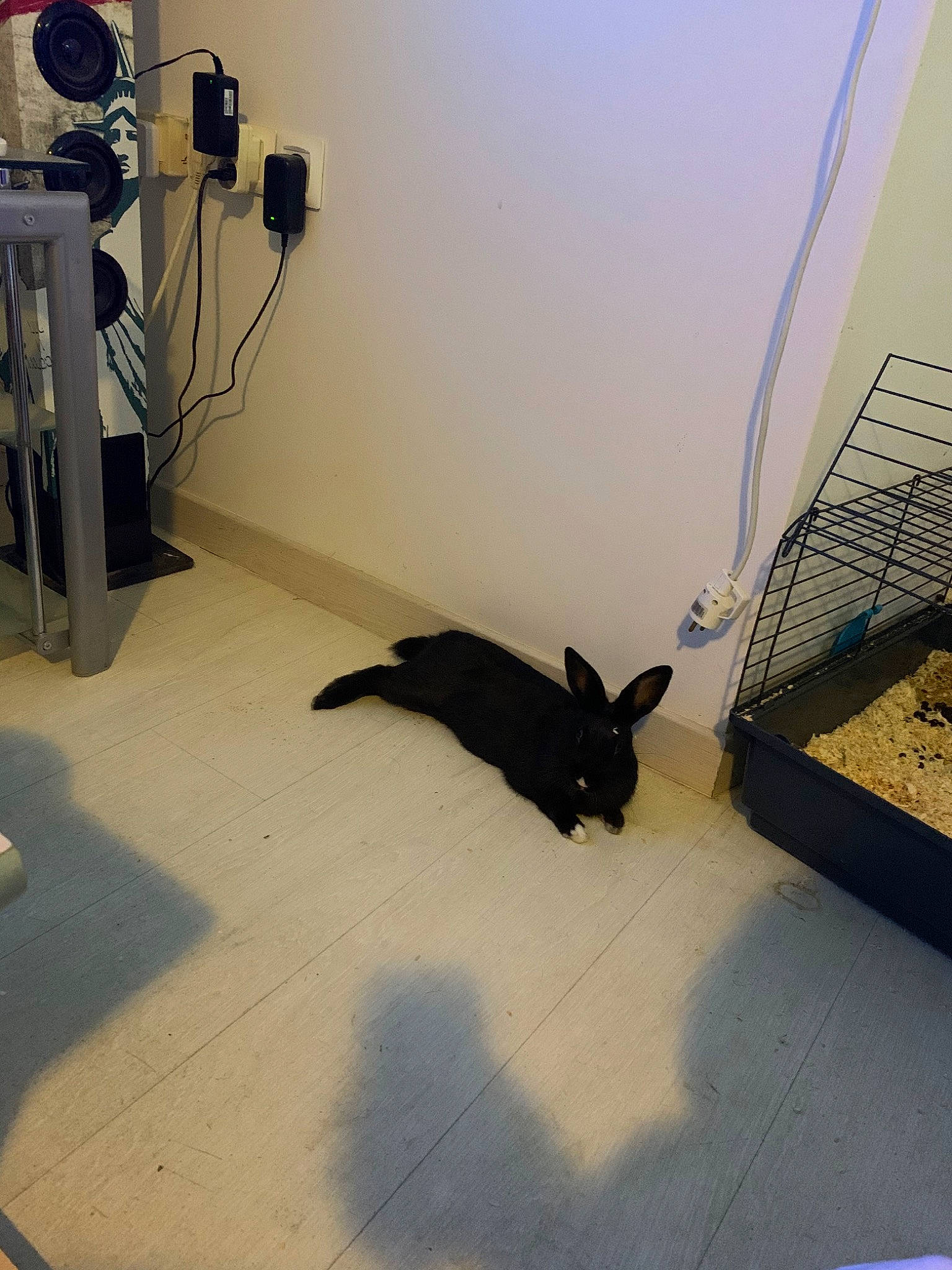 Bunny a rejoint le concours — aidez-le/la à gagner de superbes lots ! black_cat, cat, domestic_rabbit, felidae, floor, room, small_to_medium_sized_cats, tail